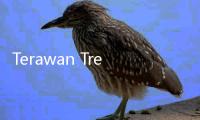 Terawan Trending, Tiba